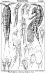 Parathalestris hibernica from Sars, G.O. 1905