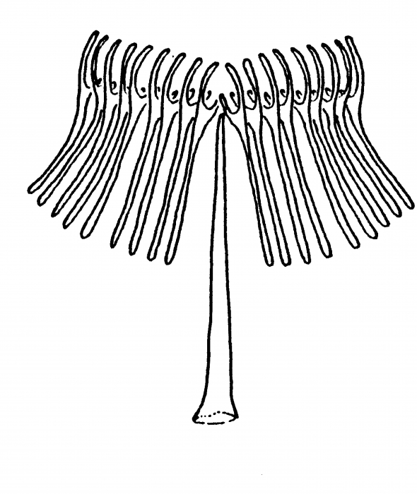 Archimonocelis koinocystis Archimonocelis koinocystis