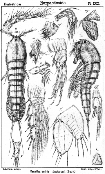 Parathalestris jacksoni from Sars, G.O. 1905