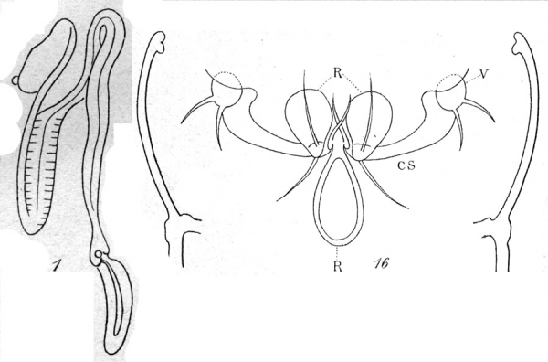 Phyllothalestris mysis from Brian, A 1921