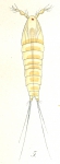 Phyllothalestris mysis from Brian, A 1921