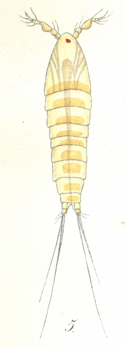 Phyllothalestris mysis from Brian, A 1921
