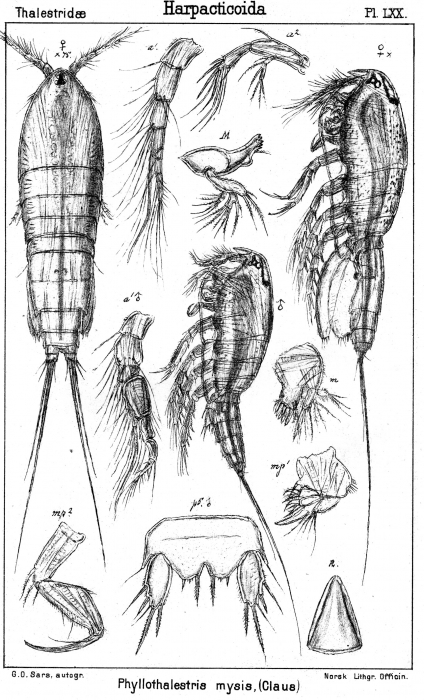Phyllothalestris mysis from Sars, G.O. 1905