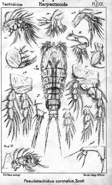Pseudotachidius coronatus from Sars, G.O. 1909