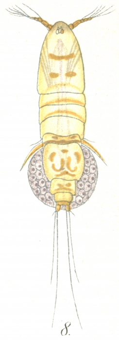 Thalestris longimana from Brian, A 1921