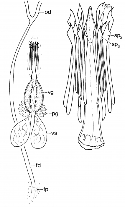 Archimonocelis mediterranea