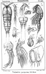 Thalestris purpurea from Sars, G.O. 1905