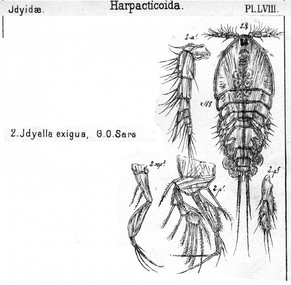 Idyella exigua from Sars, G.O. 1905