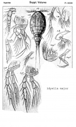 Idyella major from Sars, G.O. 1920