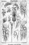 Tachidiella minuta from Sars, G.O. 1909
