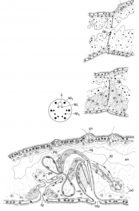 Archimonocelis mediterranea Archimonocelis mediterranea