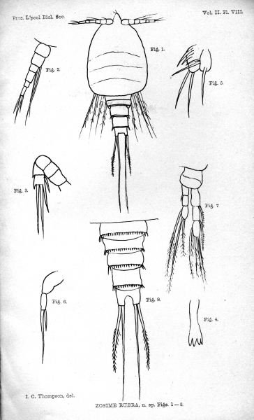 Zosime rubra from Thompson 1888