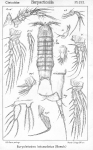 Eurycletodes laticauda from Sars, G.O. 1909