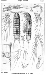 Eurycletodes serratus from Sars, G.O. 1920