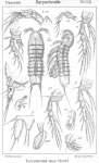Eurycletodes latus from Sars, G.O. 1909