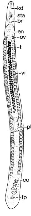 Archimonocelis meixneri Archimonocelis meixneri