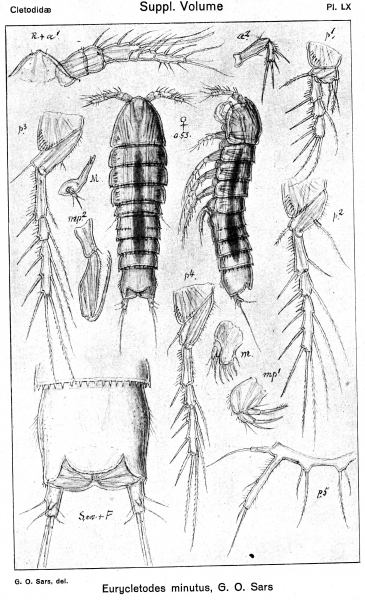 Eurycletodes minutus from Sars, G.O. 1920