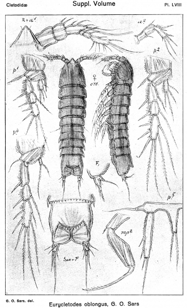 Eurycletodes oblongus from Sars, G.O. 1920