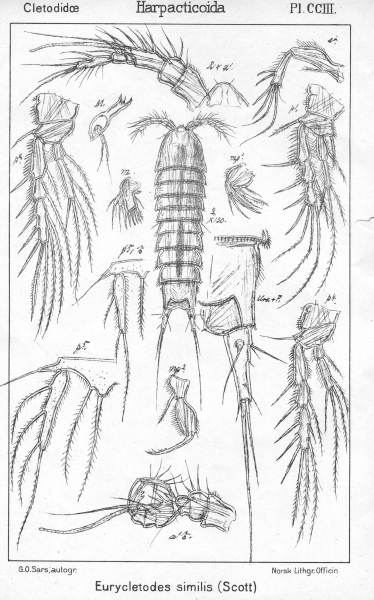 Eurycletodes similis from Sars, G.O. 1909