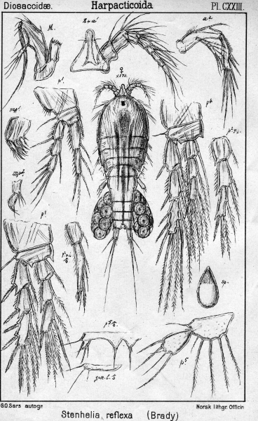 Stenhelia reflexa from Sars, G.O. 1906