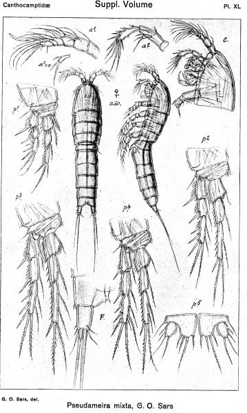 Pseudameira mixta from Sars, G.O. 1920