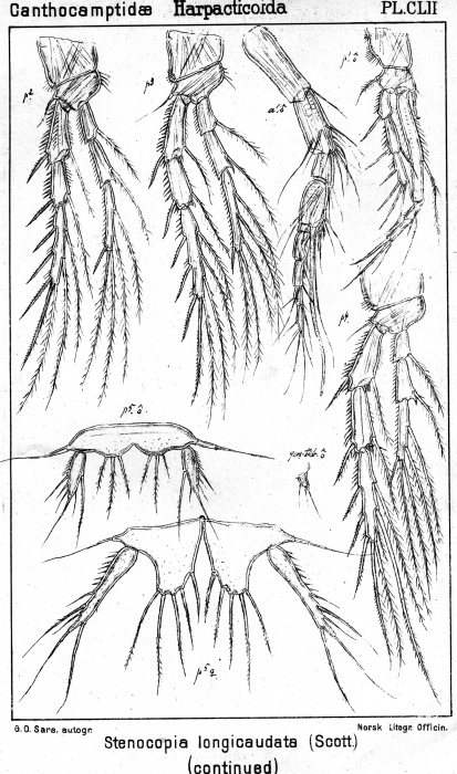 Stenocopia longicaudata from Sars, G.O. 1907