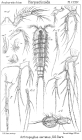 Arthropsyllus serratus from Sars, G.O. 1909