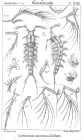 Ceratonotus pectinatus from Sars, G.O. 1909