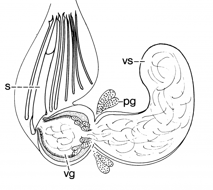 Archimonocelis meixneri Archimonocelis meixneri