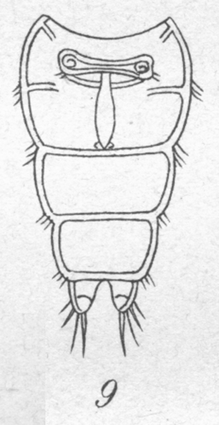 Harpacticus uniremis from Brian, A 1906