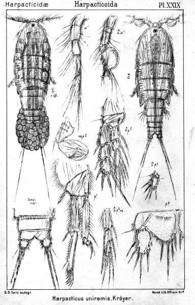 Harpacticus uniremis from Sars, G.O. 1904