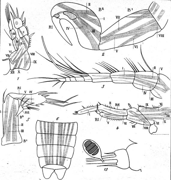 Harpacticus uniremis from Brian, A 1906