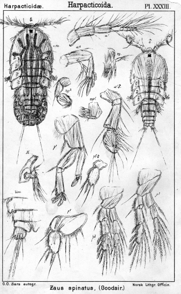 Zaus spinatus from Sars, G.O. 1904