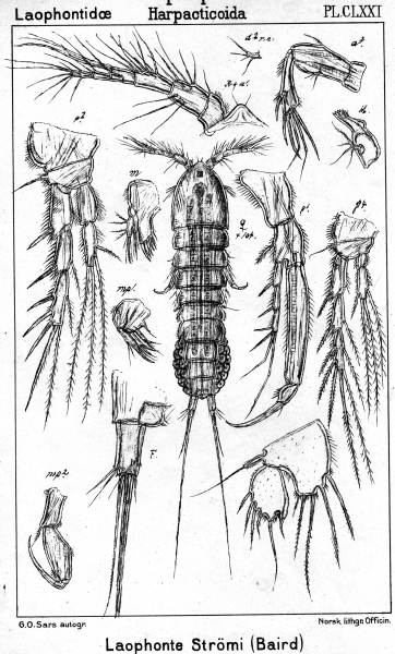 Laophonte stroemii from Sars, G.O. 1906