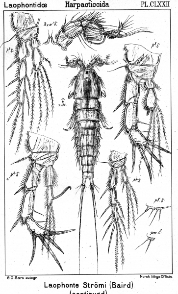 Laophonte stroemii from Sars, G.O. 1906