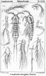 Laophonte elongata from Sars, G.O. 1908