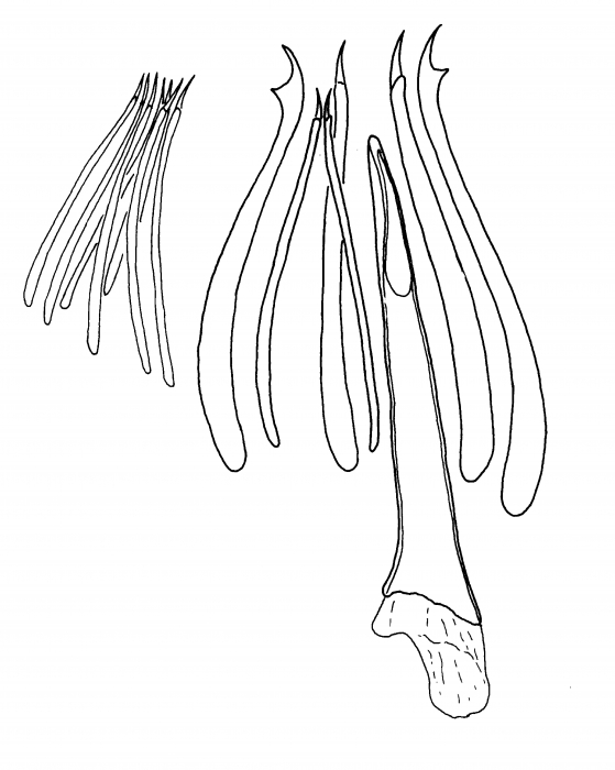 Archimonocelis meixneri Archimonocelis meixneri