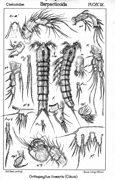 Orthopsyllus linearis from Sars, G.O. 1909