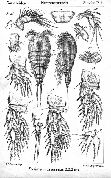 Zosime incrassata from Sars, G.O. 1911