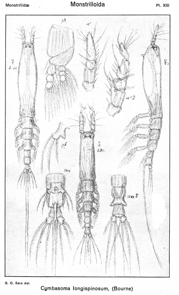 Cymbasoma longispinosum from Sars, G.O. 1921