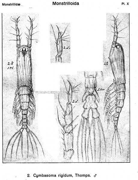 Cymbasoma rigidum from Sars, G.O. 1921