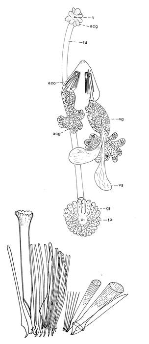 Archimonocelis oostendensis Archimonocelis oostendensis