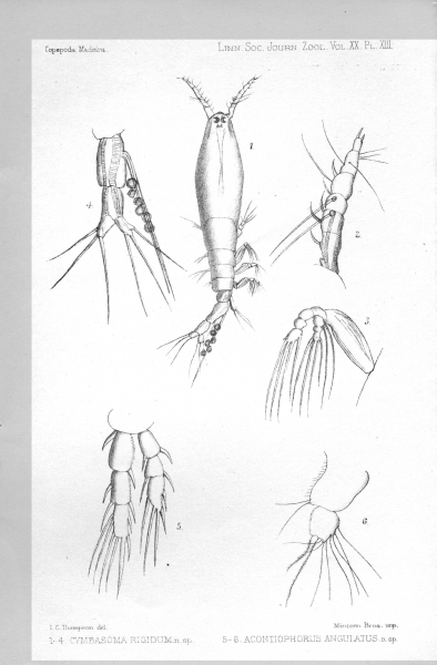 Cymbasoma rigidum from Thompson 1888