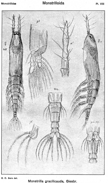 Monstrilla gracilicauda from Sars, G.O. 1921