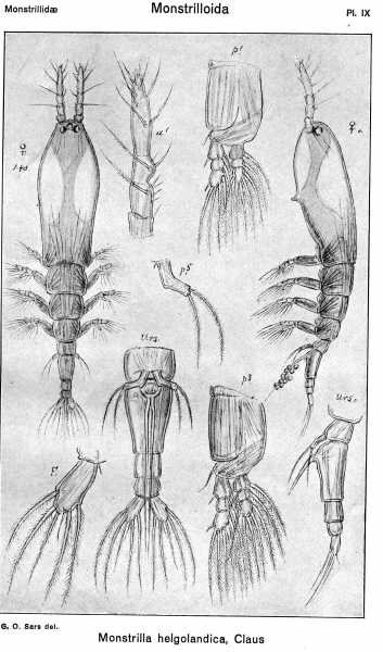 Monstrilla helgolandica from Sars, G.O. 1921