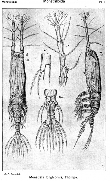 Monstrilla longicornis from Sars, G.O. 1921