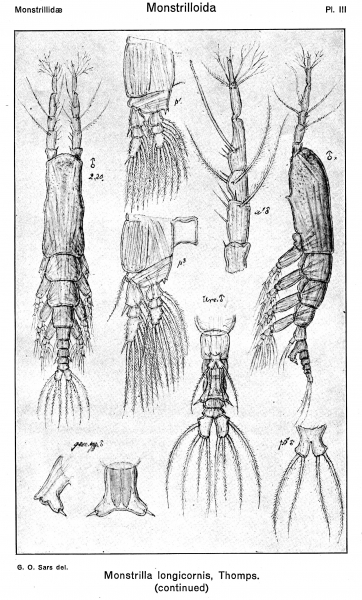 Monstrilla longicornis from Sars, G.O. 1921