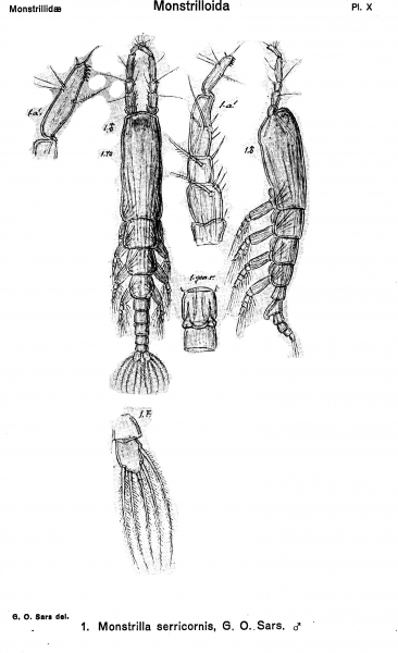 Monstrilla serricornis from Sars, G.O. 1921