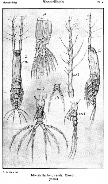 Monstrilla longiremis from Sars, G.O. 1921