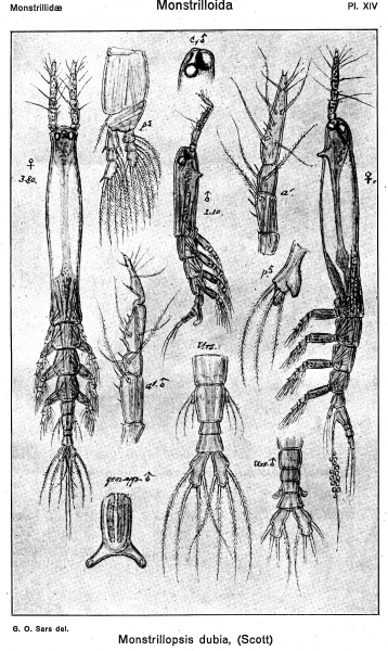 Monstrillopsis dubia dubioides from Sars, G.O. 1921